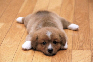 cutepuppy