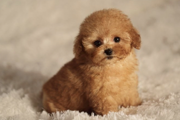 cutepuppy