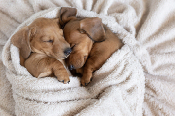 cutepuppy