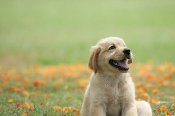 cutepuppy