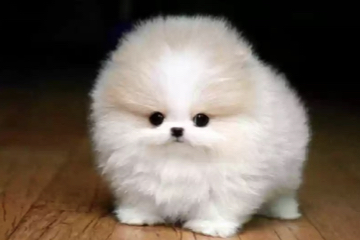 cutepuppy