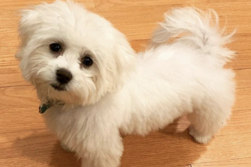 cutepuppy