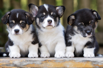 cutepuppy