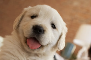 cutepuppy
