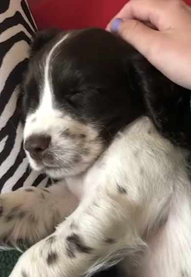 cutepuppy