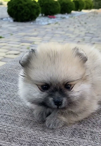 cutepuppy