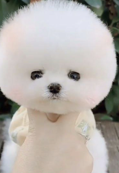 cutepuppy