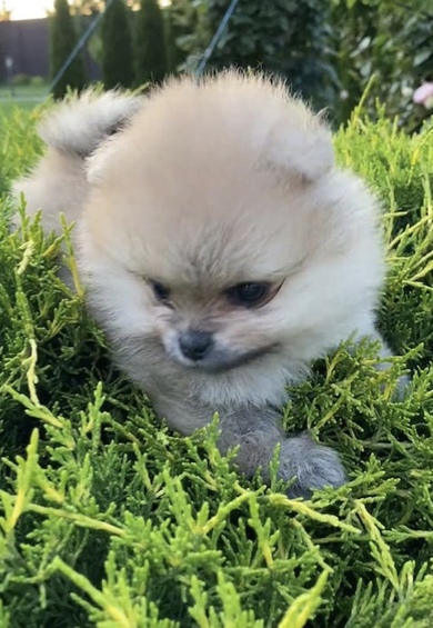cutepuppy